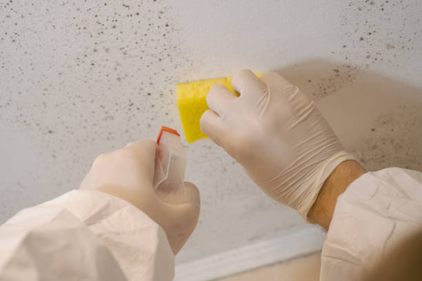 Best Mold Remediation for Healthcare Facilities  in Hannibal, MO