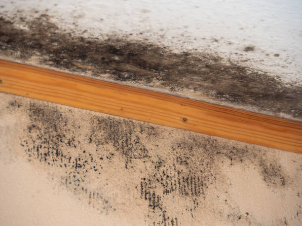 Best Black Mold Removal  in Hannibal, MO