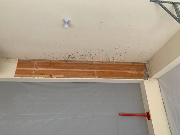 Mold Odor Removal Services in Hannibal, MO